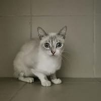 Ofely, chatte à adopter