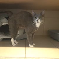 Ofelia, chatte à adopter