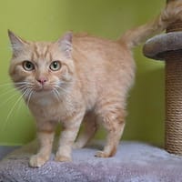 Perlou, chat à adopter