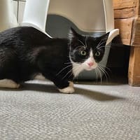 Pilou, chat à adopter