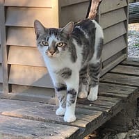 Prami, chatte à adopter