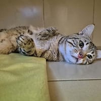 Shift, chat à adopter