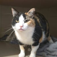 Stella, chatte à adopter