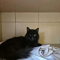 Titou, chat à adopter