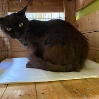 Tsouki, chat à adopter