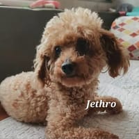 JETHRO, chien à adopter