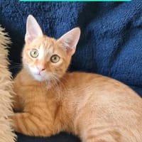 TCHOUTCHOU À ADOPTET AVEC UN CHAT DÉJÀ PRÉSENT CHEZ VOUS, chat à adopter
