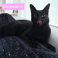 CACAHUÈTE, chatte à adopter