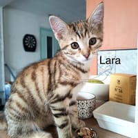 lara, chatte à adopter
