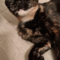 Ginger, chatte à adopter