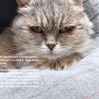 Doudoune, chatte à adopter