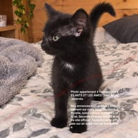 Guil, chat à adopter