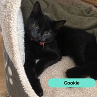 COOKIE, chat à adopter