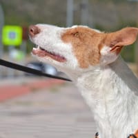 ORZA, chienne à adopter