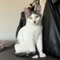 BONNIE, chatte à adopter