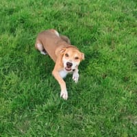 ZOUZOU, chien à adopter