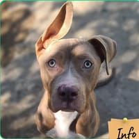 Athéna, chienne à adopter