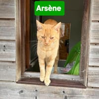 ARSENE, chat à adopter