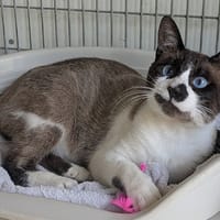AIME, chat à adopter