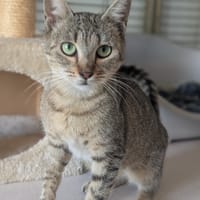 BESSY, chatte à adopter