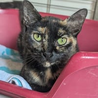 BISCOTTE, chatte à adopter