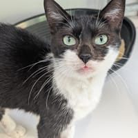ALBA, chatte à adopter