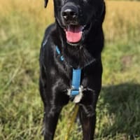 Otto, Hund zur Adoption