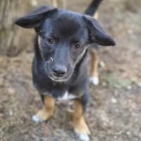 Hektor, Hund zur Adoption