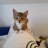 Lenn & Samu - doppelte Abenteuerlust, doppeltes Katzenglück, Kater zur Adoption