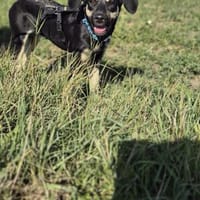 Eron, Hund zur Adoption