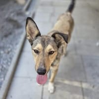 Snoopy, Hund zur Adoption