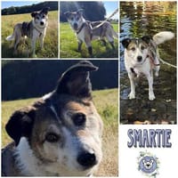 SMARTIE * freundlicher Spazierhund, Hund zur Adoption