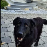 Amos, Hund zur Adoption