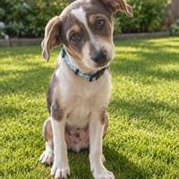 COOPER - schau mir in die Augen Kleines und ich bin Dein!, Hund zur Adoption