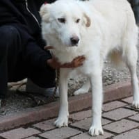 Timo - sanfter, verschmuster Rüde, Hund zur Adoption