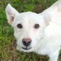 Hundekind BRITA, Hündin zur Adoption