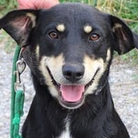 LARRY 2 sucht Zuhause, Hund zur Adoption