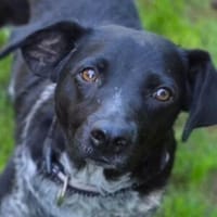 LINA hat einen Wunsch, Hündin zur Adoption