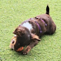 Celia1, verspielt, sucht Familie für immer - NEUIGKEITEN!!!, Hündin zur Adoption