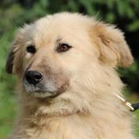 Dalida - verschmuste, ruhige Hündin, Hündin zur Adoption