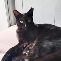 Schönheit Shena bei München(ALM), Katze zur Adoption