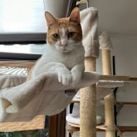*reserviert*  Junior in Hattersheim(ALM), Kater zur Adoption