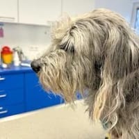 LORENZO - er sucht Paten, Hund zur Adoption