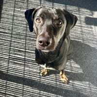 MILLY HAT GROßE HOFFNUNG AUF EIN NEUES ZUHAUSE, Hündin zur Adoption