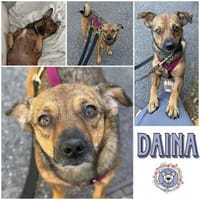 DAINA * zauberhafte Familienhündin, Hündin zur Adoption