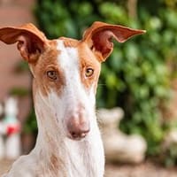 🐾 Lotta sucht ein neues Zuhause  für immer! ❤, Hündin zur Adoption