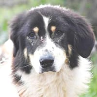 Peppe sucht eine liebe Familie ohne Kinder, Hund zur Adoption