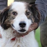 Pingu - hübscher Wuschelrüde, Hund zur Adoption