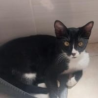 *reserviert* Lustige Kira  (Bea), Katze zur Adoption