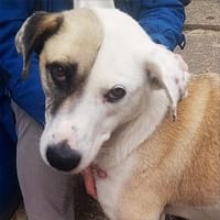Tim, der ideale Hund für aktive Leute, Hund zur Adoption